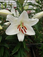 [5555 PO58 Magriet Slijkerman No02.JPG]